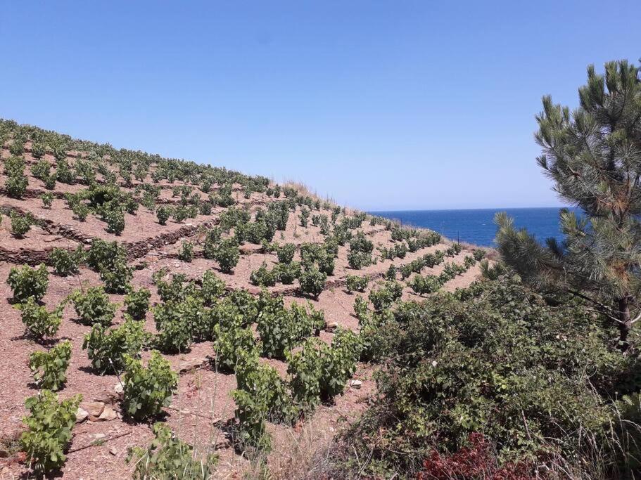 Banyuls La Grande Bleue : Studio T1 Exterior foto